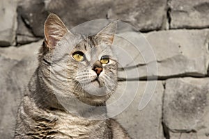 Grey Cat by Grey Stone Wall