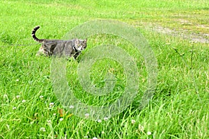 Grey cat on a harness and leash on a stroll in the grass