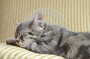 Grey cat (kitten) sleeping