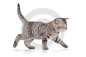 Grey cat kitten walking gracefully along white background