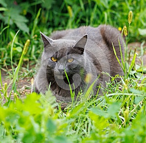 A grey cat is laying in the grass