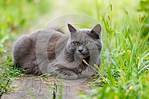 A grey cat is laying on the grass