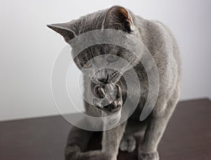 A grey cat licking its paw with claws out.