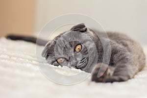 Grey cat lie on the bed photo