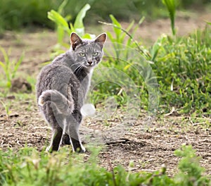 Grey Cat Looking Back