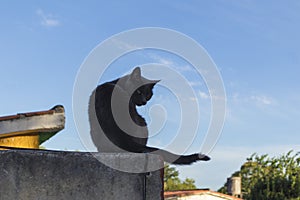 A grey cat looking back