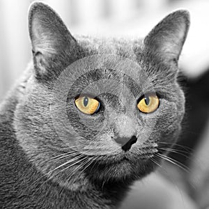 Grey cat looking at the camera closeup