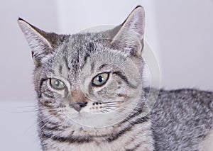 Grey cat looking forword