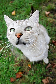 Grey cat looking upwards