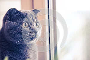 Grey cat looks out the window, cat with yellow eyes