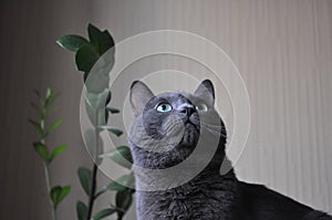 Grey cat looks up against the background of a flower