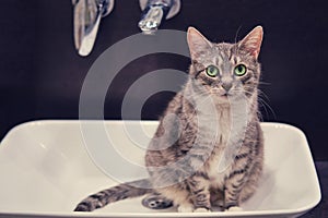 A grey cat looks wistfully sitting in a white sink. A pet is waiting to be washed