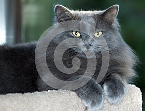 Gray Cat Lounging on a Scratch Post photo
