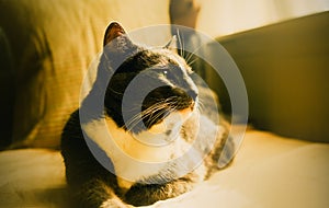 The grey cat is lounging on the sofa, basking in the warm sunlight. This photo captures the calmness and relaxation of a lazy