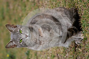 Grey Cat with luminous green eyes