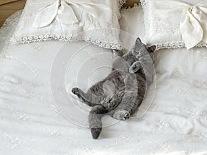 Grey cat lying on the bed. Furry pet conveniently settled down sleep or play. Lovely welcoming background, the morning before the