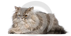 Grey cat lying in front of white background