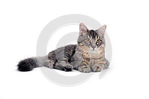 Grey cat lying on white background