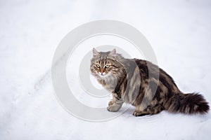 Grey cat on a middle of a street with a lot of snow