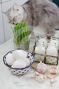 Grey cat near eco farm products. Fresh eggs, milk and garlic