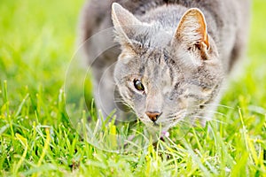 A grey cat with one eye on the grass