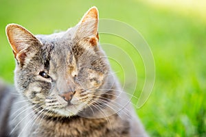 A grey cat with one eye on the grass