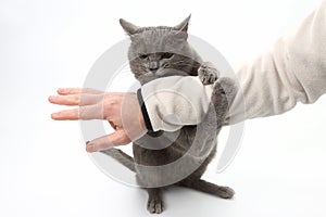 Grey cat paws grabbed the person`s hand