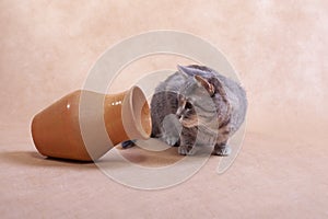 Grey cat peeks into a clay jug