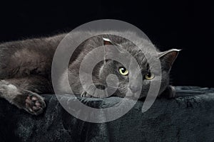 A grey cat with piercing yellow eyes reclines on a dark surface