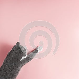 Grey cat on a pink background, looks and stretches paw. Copy space, banner, top view