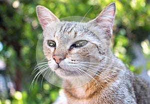 Grey cat with pitiable sad eyes