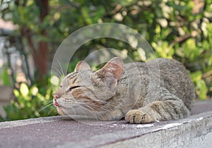 Grey cat with pitiable sad eyes