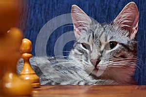 Grey cat playing chess. White and black chess pieces on the Board near the pet. Cat looks at the chessboard