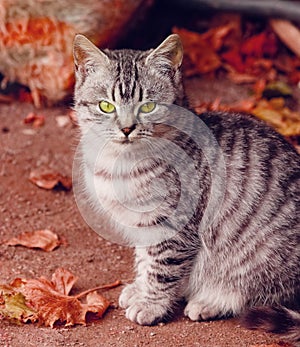 Grey cat on red autumn background close up view. Green-eyed cat.