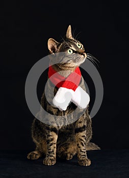 Grey cat in a red scarf