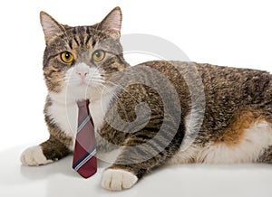 Grey cat with a red tie
