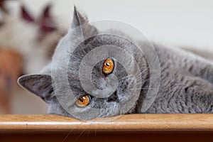 Grey cat relaxing on a wooden tabletop in domestic interior.urite roundabout.