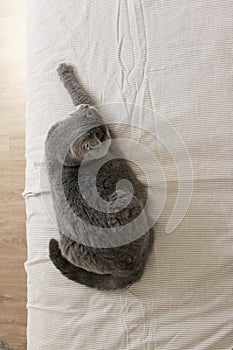 Grey cat resting on bed, top view Pet Lifestyle aesthetic vertical photo