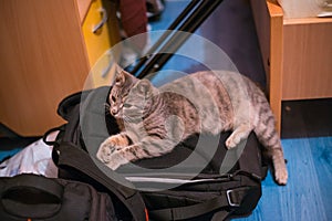 Grey cat resting on a camera bag