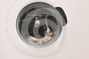 Grey cat resting in a washing machine