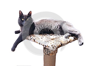 Grey cat. Russian blue cat  with Medium length hair. Nebelung  is lying on a scratching post