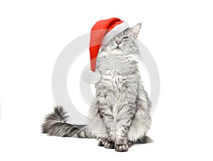 Grey cat in Santa Christmas red hat