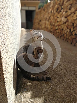 Grey cat scratching himself