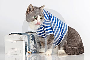 Grey cat in seaman suit on background with chest