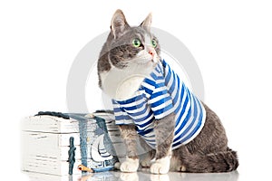 Grey cat in seaman suit on isolated background with chest