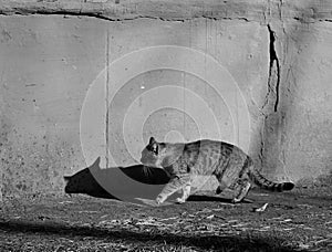 Grey cat with shadow goes near grey wall. Black and white photo. Sunny day.