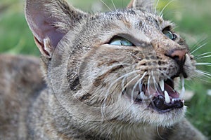 Grey Cat showing its teeth