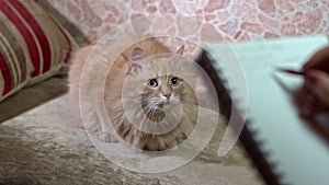 A grey cat sits on a armchair, being observed and recorded by a zoologist