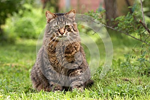 Grey cat sits in a grass