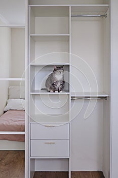 Grey cat sits on a shelf in an empty modern wardrobe